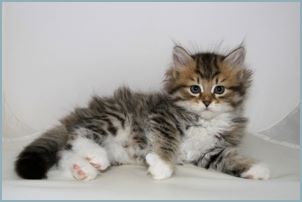 Male Siberian Kitten from Deedlebug Siberians